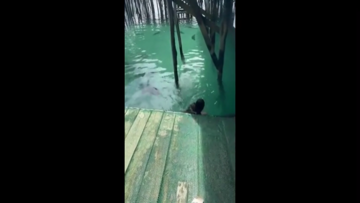 Con cá đuối gai độc khổng lồ bất ngờ lao thẳng về phía du khách nữ đang bơi