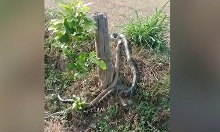 Video: Hoảng hốt chứng kiến rắn hổ mang chúa xuất hiện trên đường