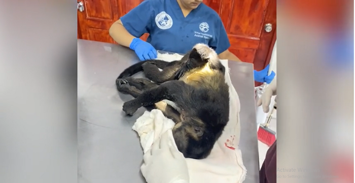 Nghẹn lòng cảnh khỉ con ôm chặt không buông khỉ mẹ bị điện giật chết