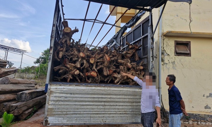 Tạm giữ gần 100 cây giáng hương không giấy tờ tại Gia Lai