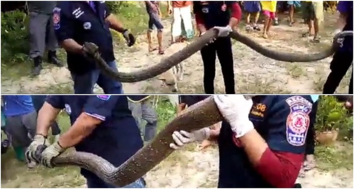 Video: Hoảng hồn rắn hổ mang chúa nặng 20kg lao vào nhà, tấn công gia chủ