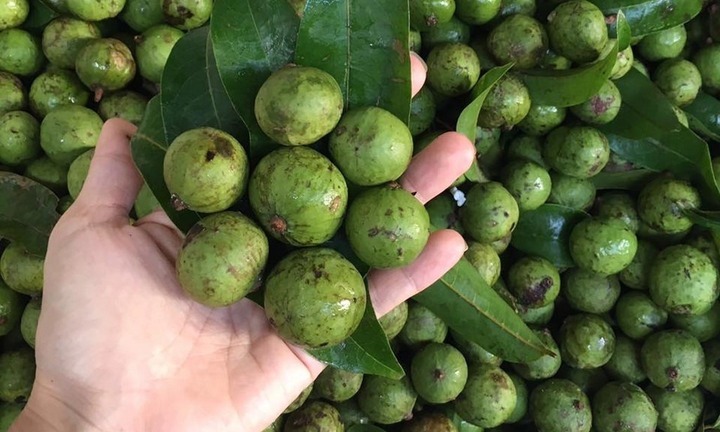 Nội trợ thông minh nhìn qua sẽ biết nên chọn quả sấu non hay già