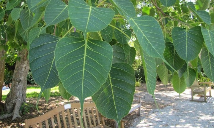 Có nên trồng cây bồ đề trước nhà không?