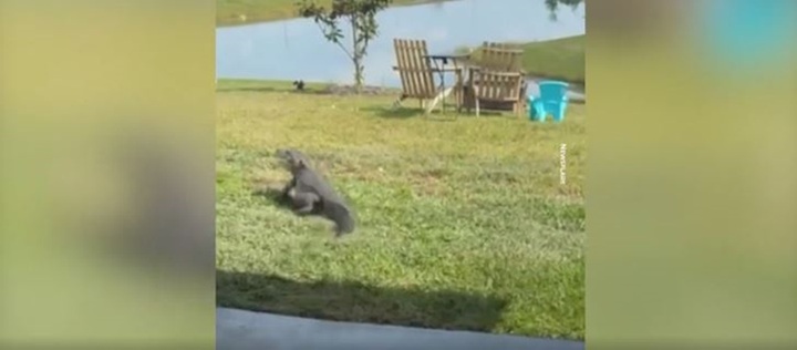 Video: Cá sấu bất ngờ  "ghe thăm " nhà, cún cưng có hành động lạ