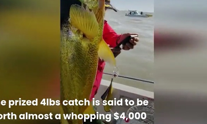 Video: Ngư dân câu được cá quý và hành động bất ngờ