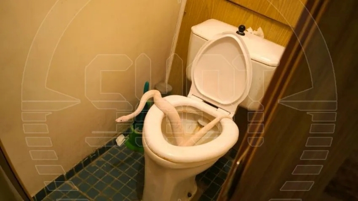 Người phụ nữ vội đóng sầm cửa phòng tắm khi thấy cảnh kinh hãi bên trong