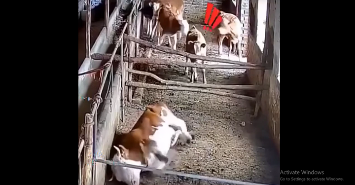 Video: Bò sữa nằm mơ  "giật đùng đùng " khiến đồng loại hốt hoảng