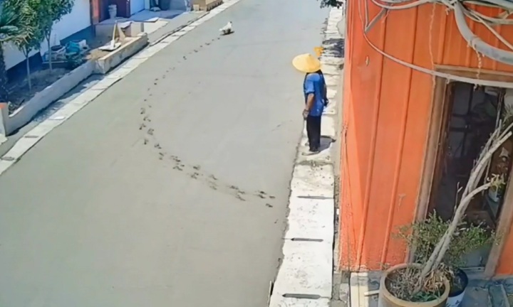 Video: Chú chó nghịch ngợm phá hỏng công trình nền bê tông mới
