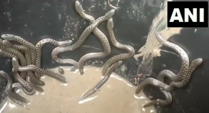 Video: Rùng mình cảnh tượng 35 con rắn bò lên từ nhà vệ sinh mới xây