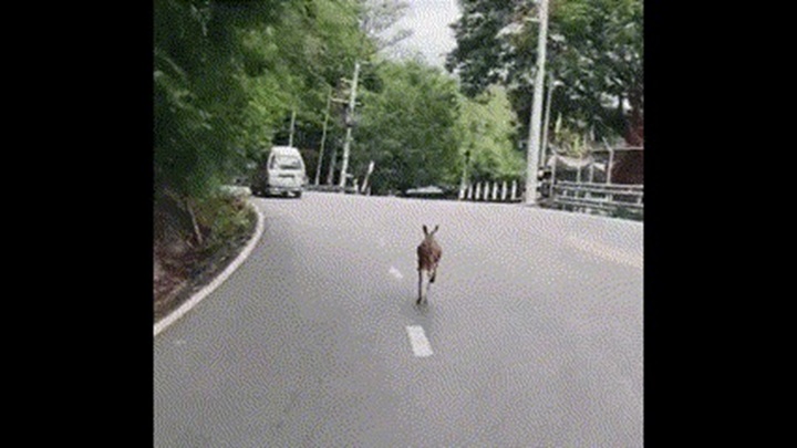 Video: Kangaroo trốn thoát khỏi sở thú ở Thái Lan