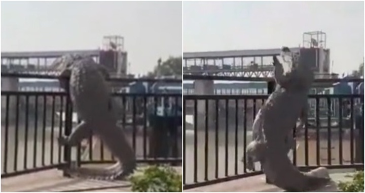 Video: Hoảng hồn phát hiện cá sấu dài 3m đang nhảy qua lan can