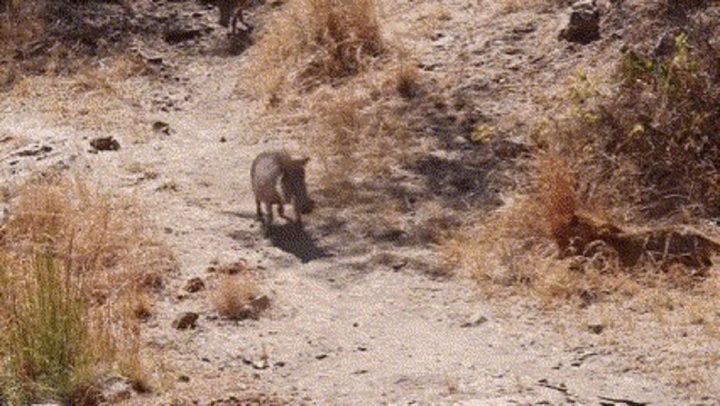 Video: Báo hoa mai tung đòn tấn công, tóm gọn lợn rừng