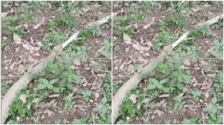 Video: Rắn hổ mang cực độc nuốt chửng trăn lưới ở Thái Lan