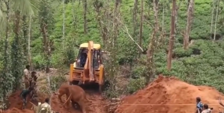 Khoảnh khắc giải cứu voi con khỏi giếng sâu sau 10 giờ vật lộn