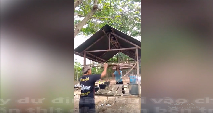 Kinh hãi thấy con rắn lớn đang đu mình trên nóc chuồng vịt