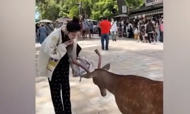 Video: Khoảnh khắc đáng yêu một chú nai cúi chào cô gái 