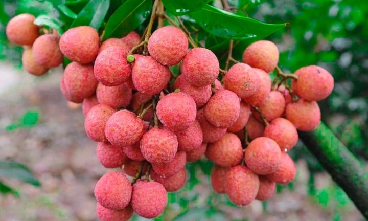 Vải thiều mất mùa, người dân