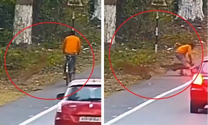 Giật mình khoảnh khắc báo hoa mai  "lao vun vút " tấn công người đi xe đạp