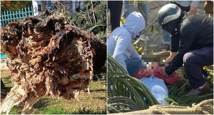 Vụ nữ sinh lớp 11 bán hoa tươi, bị cây đè tử vong: Không khởi tố vụ án