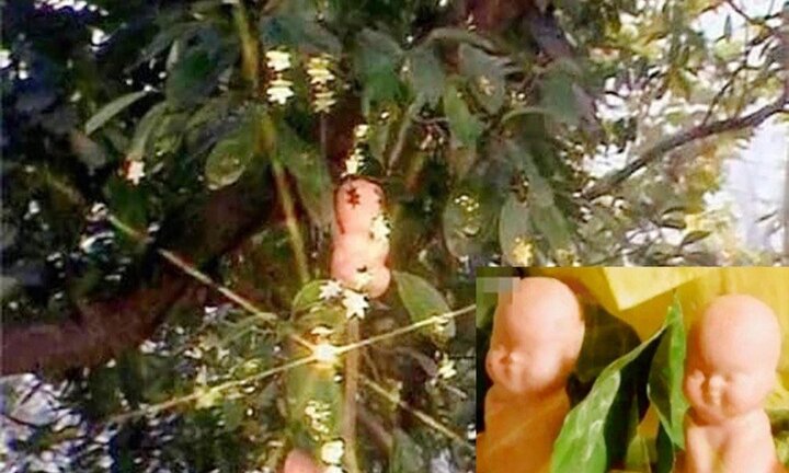 Sự thật bất ngờ về quả nhân sâm ngàn năm trong Tây Du Ký