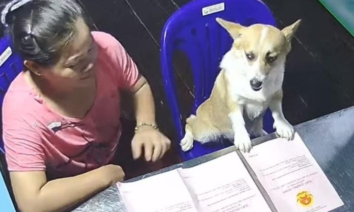 Đi học xa, kiểm tra camera ở nhà, cô gái thấy cảnh không nói nên lời