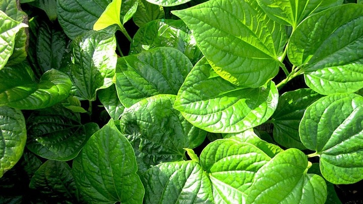 Lá lốt rất tốt nhưng 4 nhóm người này tuyệt đối không ăn