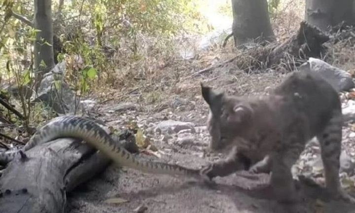 Video: Rắn đuôi chuộc cực độc trên đồi Cali đụng độ linh miêu