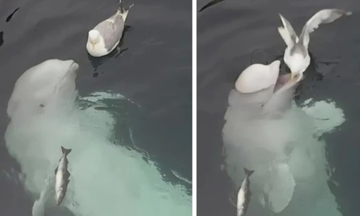 Màn kết bạn đốn tim người xem của cá voi beluga dành cho chú chim mòng biển