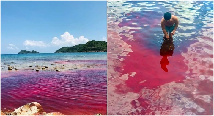 Thủy triều đỏ rộng gần 1.000 m2 xuất hiện ngoài biển Phú Quốc 
