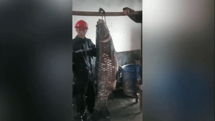 Video: Cá trắm đen khổng lồ nặng 73kg  "sa lưới " ngư dân Trung Quốc