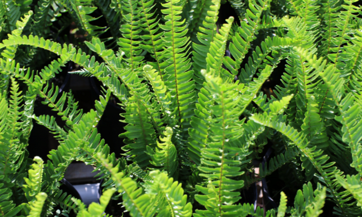 8 lợi ích cực tốt cho sức khỏe của lá dương xỉ