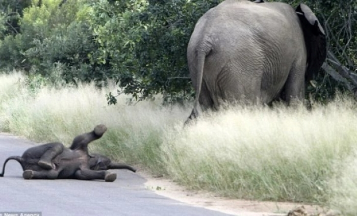 Thán phục cách xử lý tuyệt vời của voi mẹ khi con hờn dỗi giữa đường 
