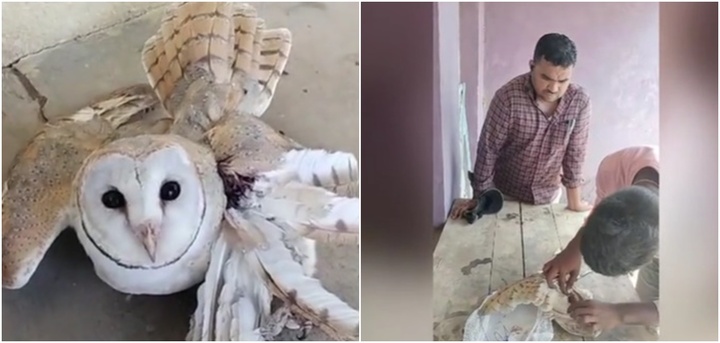 Video: Phát hiện chim lạ gãy cánh bay vào nhà 
