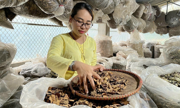 Chữa vô sinh hiếm muộn bằng thuốc Nam gia truyền