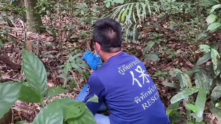 Người dân tá hoả phát hiện rắn hổ mang chúa nặng 20kg bò vào phòng khách 