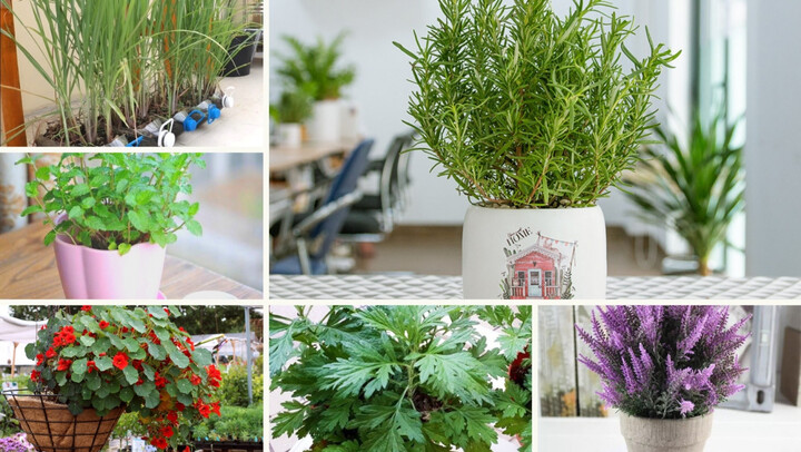 Những loại cây cảnh đuổi muỗi cực kỳ hiệu quả