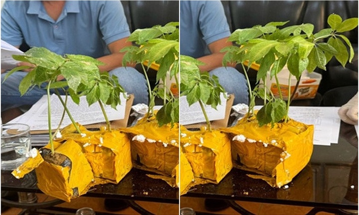 Khởi tố nam thanh niên rao bán giống sâm Ngọc Linh giả, kiếm lợi bất chính