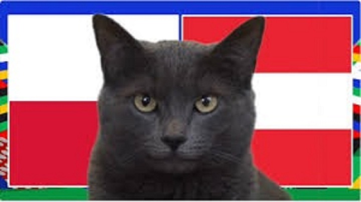 Nhận định trận Ba Lan vs Áo, EURO 2024 23h ngày 21/6: Mèo tiên tri chọn ai?