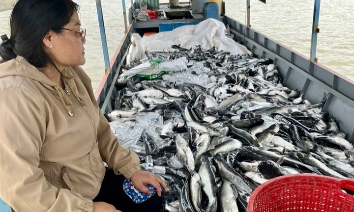 Xác định nguyên nhân gần 30 tấn cá lăng chết trắng lòng hồ YaLy