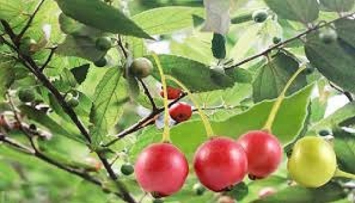 Quả trứng cá có hình dạng ra sao, ăn có lợi hay có hại?