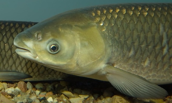 Mật cá trắm: Thần dược hay độc dược, sự thật ít ai biết
