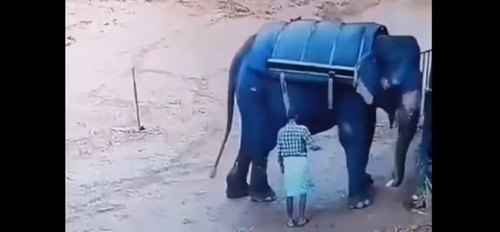 Video: Bị đánh vào chân, con voi khổng lồ hất ngã người huấn luyện