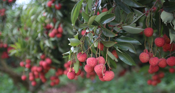 Bắc Giang đạt doanh thu hơn 5700 tỷ đồng do vải thiều được giá cao kỷ lục