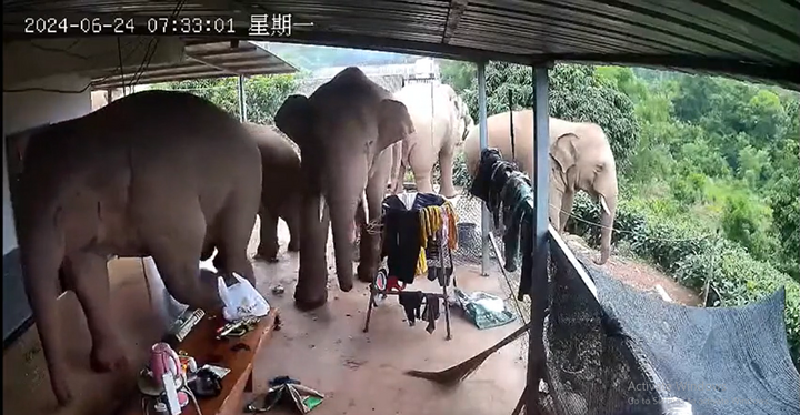 Thấy nhà cửa lộn xộn như bị trộm đột nhập, kiểm tra camera thấy cảnh  "sốc "
