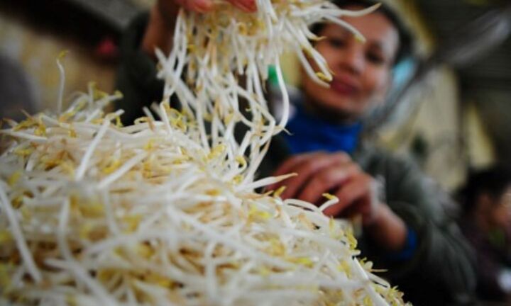 Giá đỗ nên ăn sống hay chần qua nước sôi?