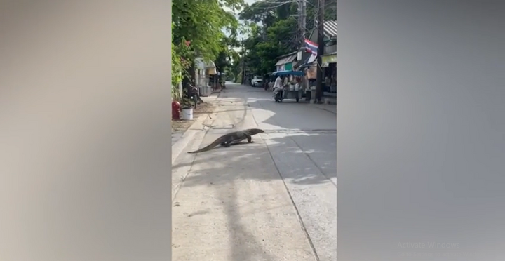 Video: Thằn lằn khổng lồ được ví như Godzilla  "náo loạn " đường phố