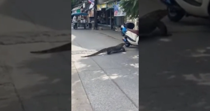 Cá sấu dạo chơi trên đường phố 