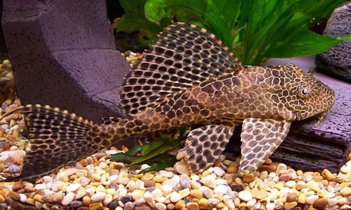 Cá dọn bể (cá lau kiếng) có ăn được không?