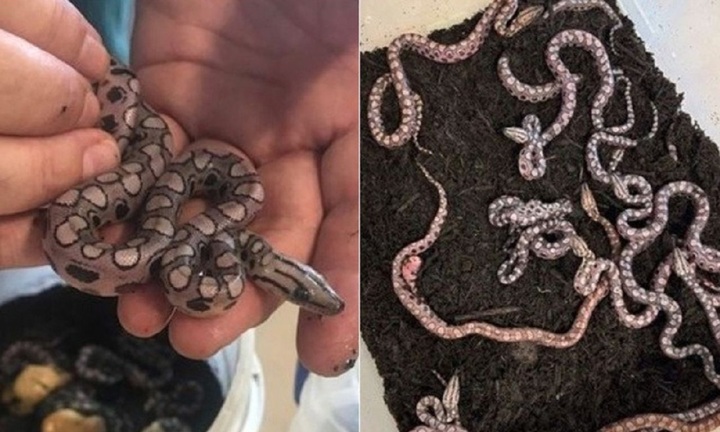 Chuyện lạ: Trăn