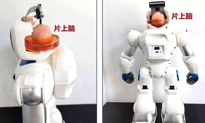 Trung Quốc phát triển robot gắn não làm từ tế bào gốc của người